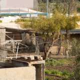 Un altro � marroncino e ha due gobbe: � chiaramente un cammello...